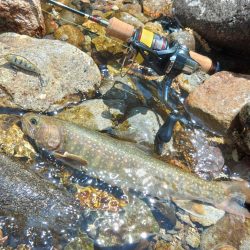 尺イワナ３本 ～九頭竜川水系～